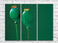 Pictură Rainbow Poppy boxes on an emerald background (500442)