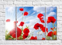 Pictură Rainbow Poppy flowers in sunbeams on a sky background (500445)