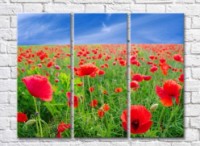 Pictură Rainbow Poppy open spaces against the sky (500443)