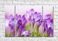 Pictură Rainbow Purple Crocus Field (3448909)