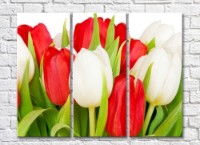 Pictură Rainbow Red and white tulips (500343)