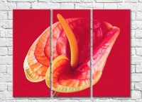 Pictură Rainbow Red and yellow calla lilies on a red background (3448894)
