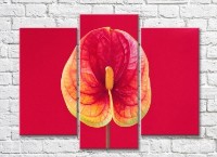 Pictură Rainbow Red calla on a red background (3448915)