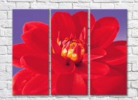 Pictură Rainbow Red dahlia on a lilac background (500364)