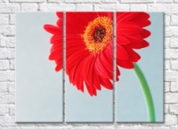 Pictură Rainbow Red gerbera on gray background (500335)