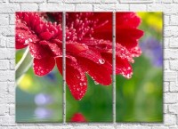 Pictură Rainbow Red gerbera with dew drops on a colorful background (3448932)