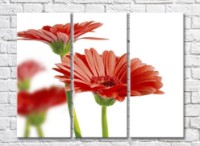 Pictură Rainbow Red gerberas on white background (500341)