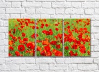 Pictură Rainbow Red green poppy field (500340)