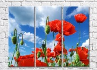 Pictură Rainbow Red poppies against a blue sky (3448898)