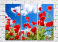 Pictură Rainbow Red poppies against the sky with clouds (500350)