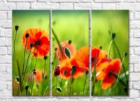Pictură Rainbow Red poppies on a green field background (500346)