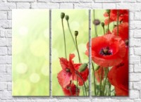 Pictură Rainbow Red poppies on a light green background (500348)