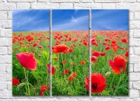 Pictură Rainbow Red Poppy Field (3448908)
