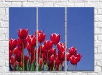 Pictură Rainbow Red tulip flowers against blue sky background (500362)