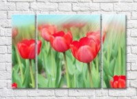 Pictură Rainbow Red tulip flowers in sunlight (500361)