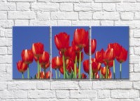 Pictură Rainbow Red tulips against blue sky background (500355)