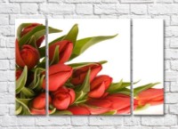 Pictură Rainbow Red tulips and curly green leaves (500352)