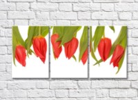 Pictură Rainbow Red tulips flowers down (500359)