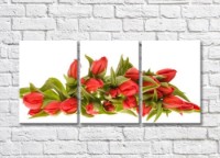 Pictură Rainbow Red tulips on white background (500353)