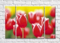 Pictură Rainbow Red tulips on yellow green background (500354)