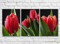 Pictură Rainbow Red tulips with dew drops on a black background (500357)