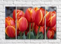 Pictură Rainbow Red tulips with orange border (500358)