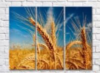 Pictură Rainbow Ripe ears of wheat against blue sky background (500322)