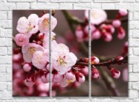 Pictură Rainbow Sakura flowers and buds on branches (500828)