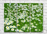 Pictură Rainbow Small chamomile flowers among green blades (500449)