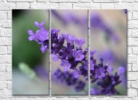 Pictură Rainbow Small lilac lavender flowers (500448)