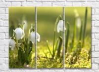 Pictură Rainbow Snowdrops on a green background (500524)