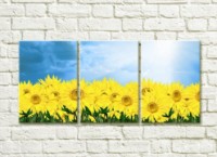 Pictură Rainbow Sunflower field against the sky (500527)