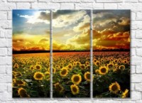Pictură Rainbow Sunflower field at dawn (500528)