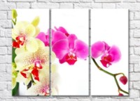 Pictură Rainbow Two branches of colorful orchids on a white background (500262)