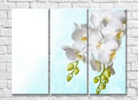 Pictură Rainbow Two branches of white orchids on a blue background (500261)