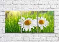 Картина Rainbow Two chamomile flowers on a background of grass (500259)