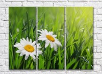 Pictură Rainbow Two daisies on a background of grass (500266) imaginea #1 — magazin online Desire.md