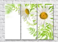 Картина Rainbow Two daisies on a background of green leaves (500265)
