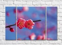 Картина Rainbow Two pink sakura flowers on a branch (500256)