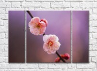 Картина Rainbow Two sakura flowers on a purple background (500260)