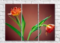 Картина Rainbow Two tulips with lush flowers (500257)