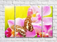 Pictură Rainbow Variegated butterfly on the petals of a pink orchid (500512)