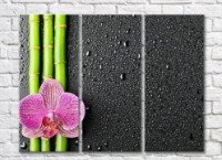 Pictură Rainbow Variegated orchid on bamboo stems (500513)