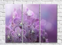 Pictură Rainbow Variegated orchids on a purple background (500519)