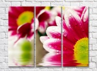 Картина Rainbow Variegated petals of pink chrysanthemums with a light green heart (500518)