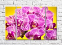 Pictură Rainbow Variegated purple orchid flowers on a yellow background (500520)
