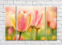 Pictură Rainbow Variegated tulip against a blurred background of other flowers (500523)