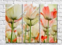 Pictură Rainbow Variegated white pink tulips (500516)