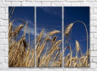 Pictură Rainbow Wheat ears against blue sky background (500325)