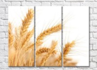 Pictură Rainbow Wheat ears on white background (500324)